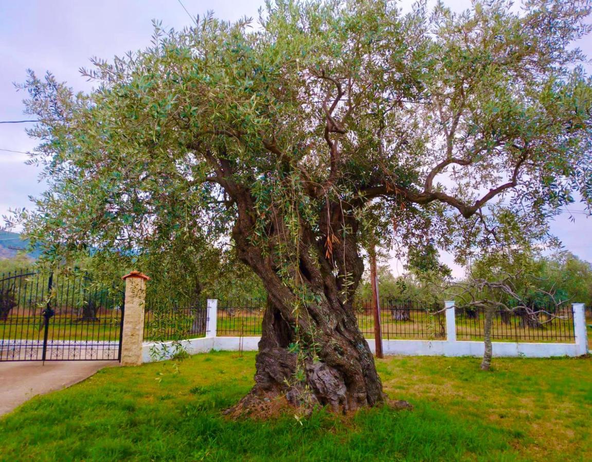 Skala Rachoni  Villa Calypso מראה חיצוני תמונה
